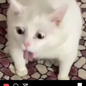 Meet your Posher, Brittney